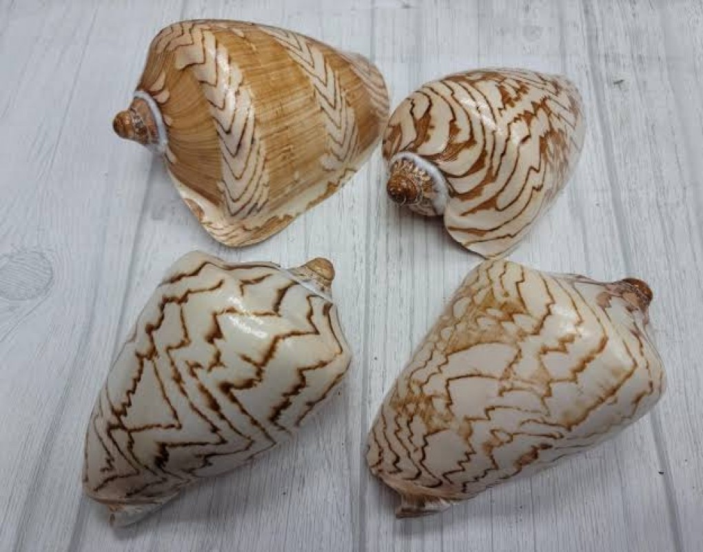 Seashell from Indonesia
